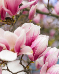 magnolia tree spring blossom
