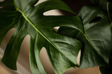 selective focus. large green leaves of monstera with water drops on the background of the window. monstera - tropical flower with carved leaves, flowers and plants at home