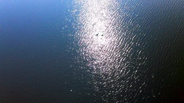 Beautiful Aerial View of Swans on Lake, paralax movement