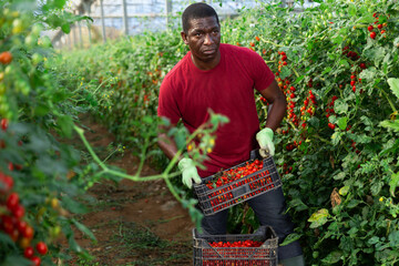 Skilled african man engaged in gardening carrying crate full of fresh ripe cherry tomatoes on farm