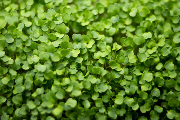 Obraz premium arugula microgreens in container. Sprouting Microgreens. Seed Germination at home. Vegan and healthy eating concept. Sprouted arugula Seeds, Micro greens. Growing sprouts.