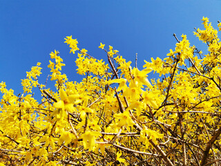 Closeup shot of yellow Forsythia flowers