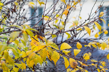 Tree branches with yellow leaves