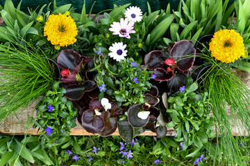 Various spring flowers in pots. Top view with copy space. Summer nature landscape with fresh flowers.