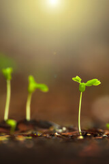 Green tropical plants grownig on fertile soil.