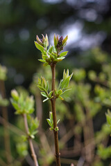 the branches of the budding plants were soaked by the rain
