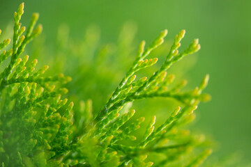 green grass background