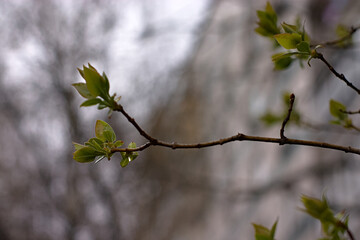the branches of the budding plants were soaked by the rain