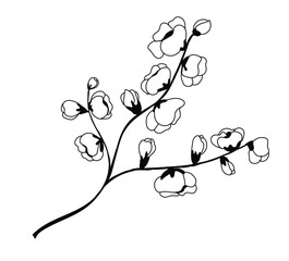 Cherry flower blossom, botanical art. Spring hand draw doodle vector illustration. Cute black ink art, isolated on white background. 