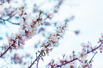 branches of blooming almond tree in the garden on a cloudy day. natural spring background