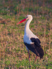 White Stork Ciconia ciconia in meadow, Lithuania - Europe