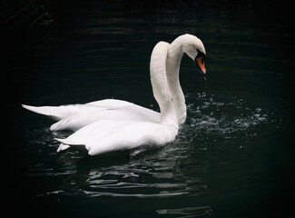 Couple of white swans in love swimming on lake water