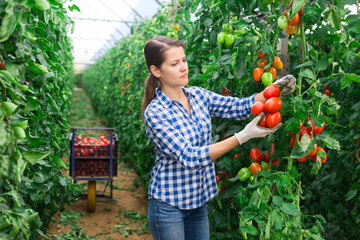 Young woman farmer hand harvesting crop of ripe red tomatoes in large greenhouse in springtime