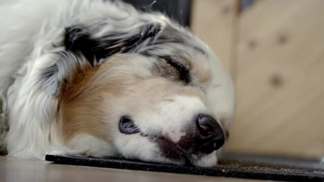 Tired intervention/therapy dog tired after intervention hardly stays awake