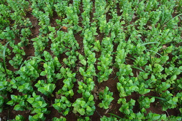green ivy on the wall