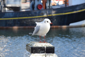 Möwe im Büsumer Hafen