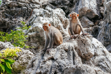 Two monkeys sit on rocks in a jungle forest