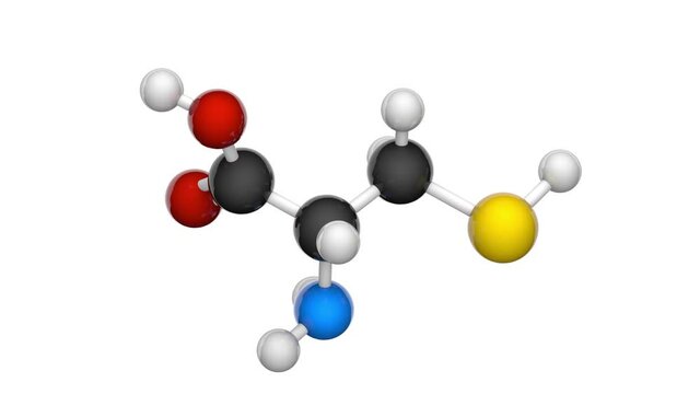 Cysteine (symbol Cys or C) is a semiessential proteinogenic amino acid. Formula: C3H7NO2S. 3D render. Seamless loop. Chemical structure model: Ball and Stick. White background.