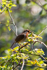 A Eurasian robin resting on the branch of a tree with green leaves