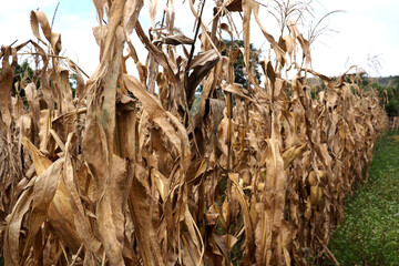 Failed corn crop, climate change image