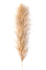 Pampas grass on white background