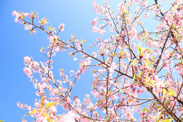 さくら 桜 サクラ ピンク 花びら 満開 美しい きれい かわいい 新生活 入学 卒業 