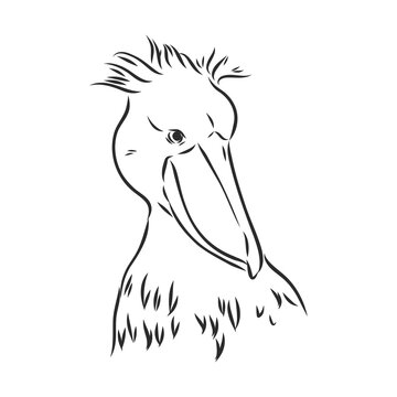 recommend clip art: Hand drawn sketch style shoebill. Vector illustration isolated on white background.