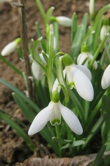 Beautiful white Galanthus snowdrops flowers in spring, closeup