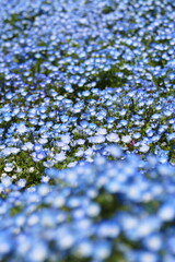 ネモフィラ