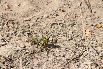 Large green locust on a farm near Jefferys Bay SWouth Africa