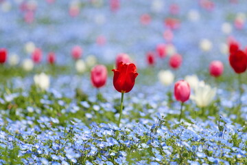 ネモフィラとチューリップ