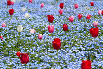 ネモフィラとチューリップ