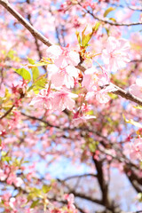 さくら 桜 サクラ 満開 綺麗 鮮やか 優美 可憐 卒業 入学 美しい 綺麗 かわいい