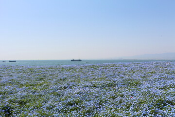 ネモフィラと海と空