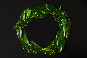 Round frame with green leaves on dark, black background. Top view, copy space