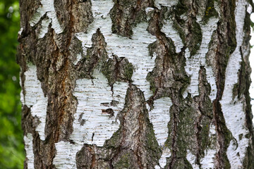 Birch trunk. The bark of an old birch tree, with a large texture of white and black wood.