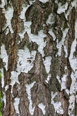 Birch trunk. The bark of an old birch tree, with a large texture of white and black wood.