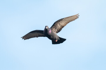 Taube im Flug