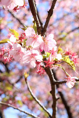 さくら 桜 サクラ 満開 綺麗 鮮やか 優美 可憐 かわいい 春爛漫 卒業 美しい ピンク