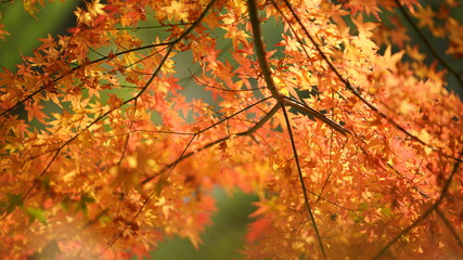 The beautiful autumn view with the colorful autumn leaves on the trees in autumn