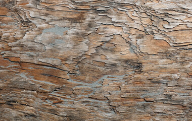 Driftwood texture  , Oregon, USA