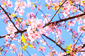 さくら 桜 サクラ ピンク 花びら 満開 美しい きれい かわいい 新生活 入学 卒業 