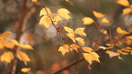 The beautiful autumn view with the colorful autumn leaves on the trees in autumn