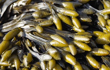 Pelvetia, at extreme close up