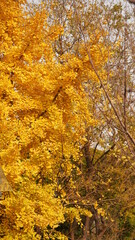Obraz premium The beautiful autumn view with the colorful autumn leaves on the trees in autumn