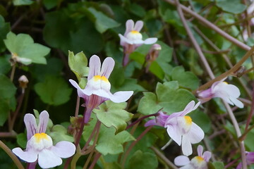 ツタバウンランの花