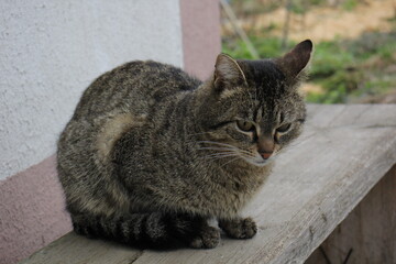 portrait of a tricolor cat look mustache grace rustic cat