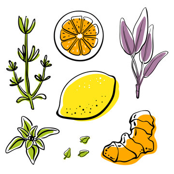 Ginger, herbs, citrus fruits. Immune system stimulating ingredients isolated on white background. Doodle hand drawn fruits. Vector illustration