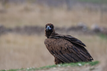 Cinereous Vulture, (Aegypius monachus) in its natural habitat. Wildlife.