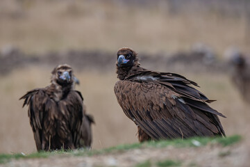 Cinereous Vulture, (Aegypius monachus) in its natural habitat. Wildlife.